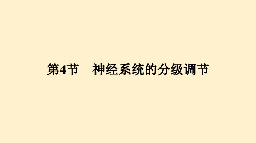 【高中生物】2023-2024学年 人教版  选择性必修一   神经系统的分级调节 课件