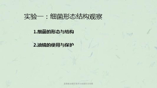 显微镜油镜的使用与细菌形态观察课件