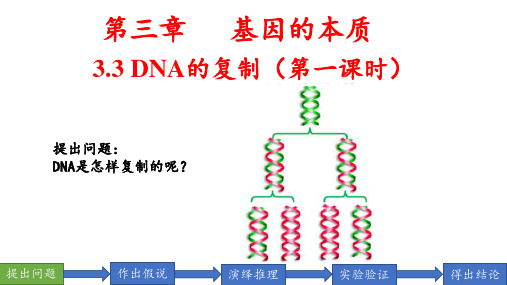 【课件】DNA的复制(第一课时)课件-2022-2023学年高一下学期生物人教版(2019)必修2