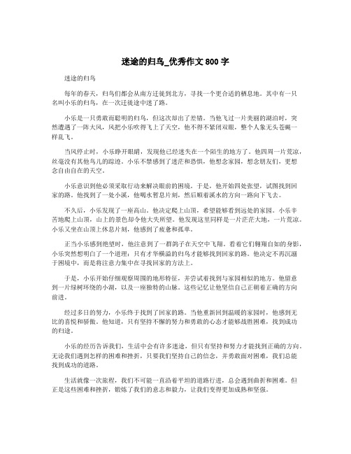 迷途的归鸟_优秀作文800字