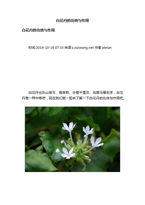 白花丹的功效与作用