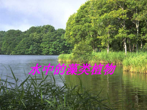 水中的藻类植物(3)