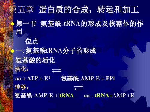 分子生物学 第五章 翻译