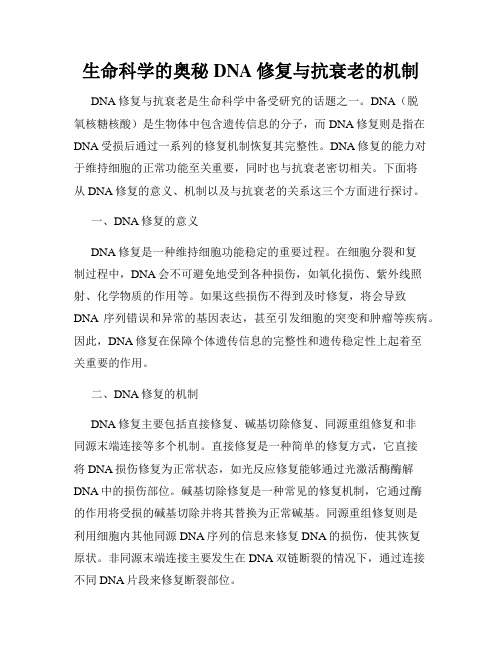 生命科学的奥秘DNA修复与抗衰老的机制