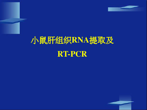 小鼠肝组织RNA提取及RT-PCR实验