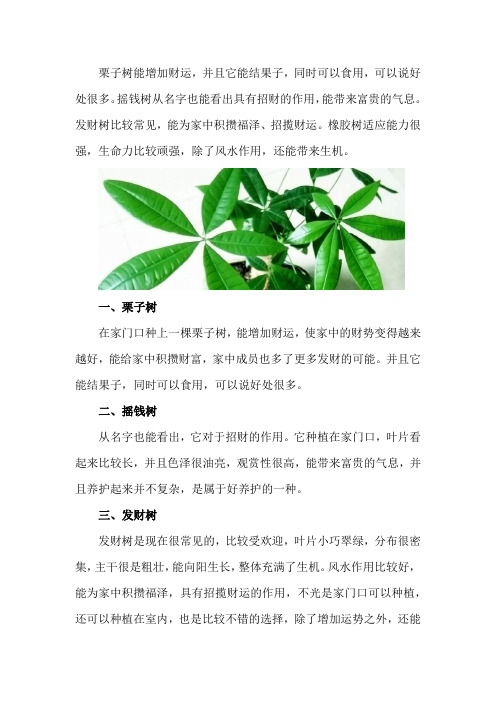 大门口种什么树能旺财