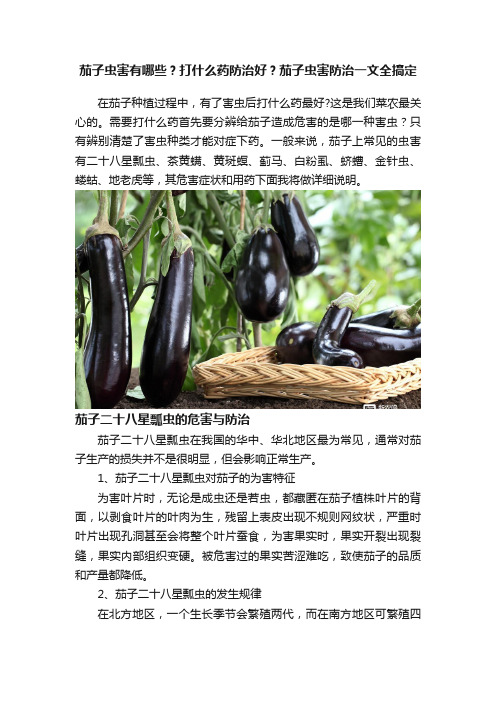 茄子虫害有哪些？打什么药防治好？茄子虫害防治一文全搞定