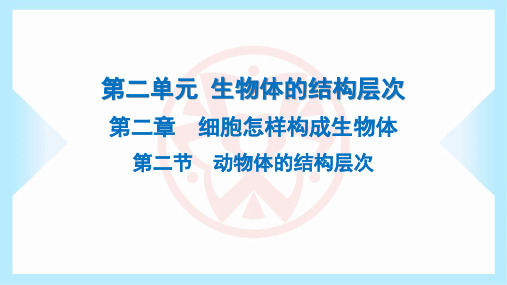 2023年人教版七年级上册生物第二单元生物体的结构层次第二章细胞怎样构成生物体第二节动物体的结构层次