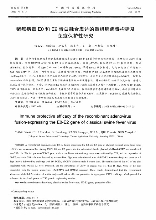 猪瘟病毒E0和E2蛋白融合表达的重组腺病毒构建及免疫保护性研究