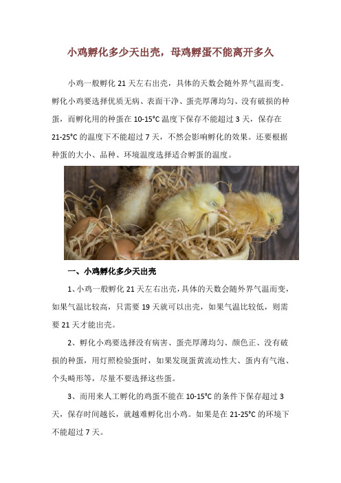 小鸡孵化多少天出壳,母鸡孵蛋不能离开多久