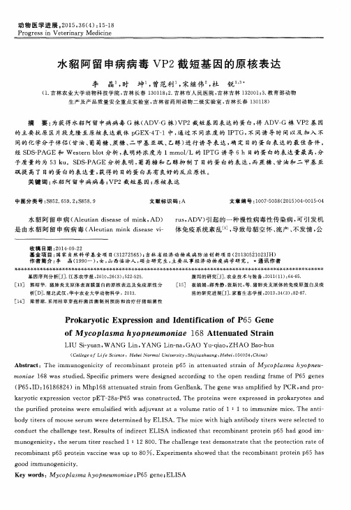 水貂阿留申病病毒VP2截短基因的原核表达