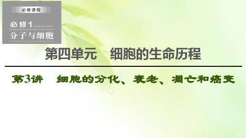 2021版新高考生物培优大一轮复习课件：必修1 第4单元 第3讲 细胞的分化、衰老、凋亡和癌变