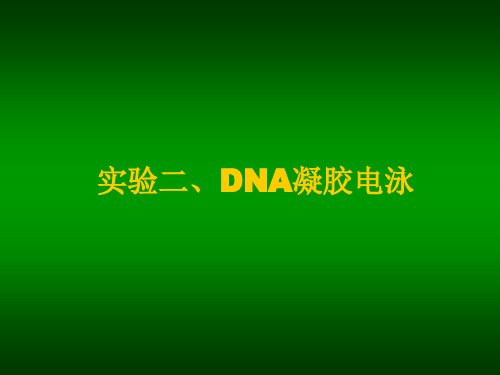 实验二、DNA凝胶电泳