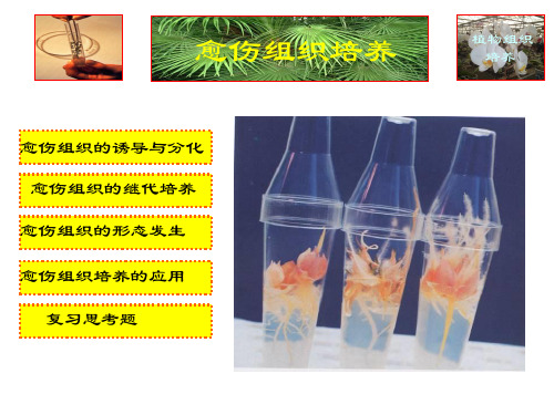 愈伤组织培养 (1)