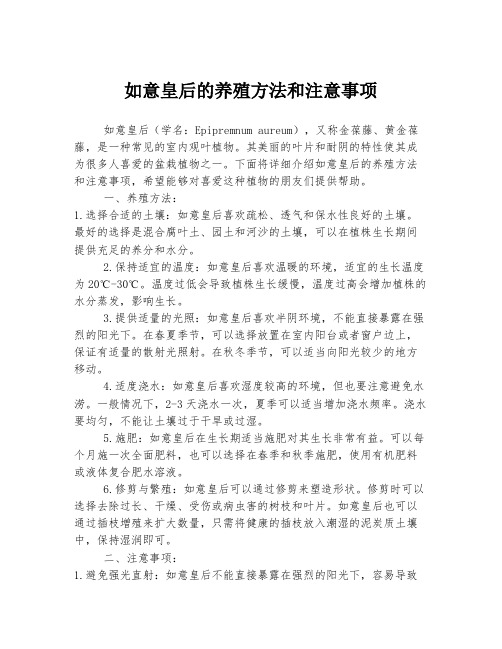 如意皇后的养殖方法和注意事项