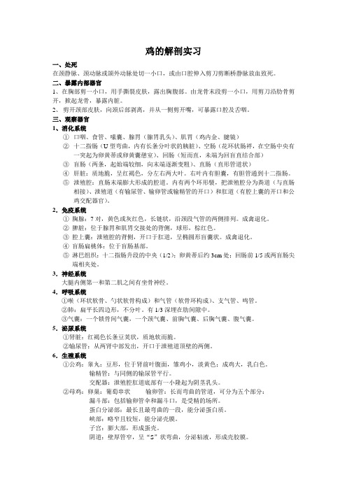 鸡的解剖实习2