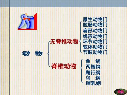 高中生物动物分类课件