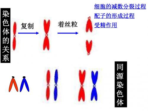 苏教版教学课件江苏省连云港灌云县第一中学高中生物必修二《减数分裂》课件