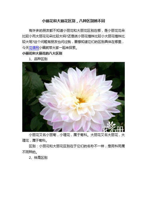 小丽花和大丽花区别，八种区别辨不同