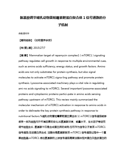 氨基酸调节哺乳动物雷帕霉素靶蛋白复合体1信号通路的分子机制