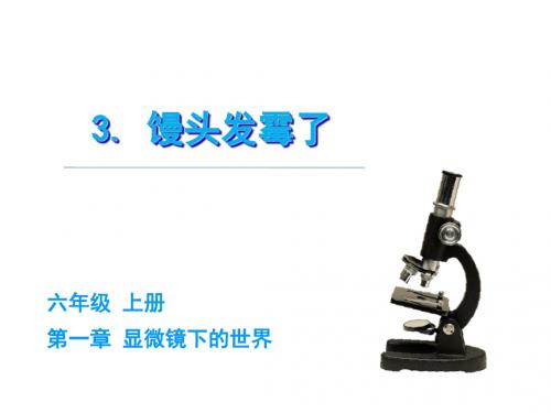 六年级上册科学课件-1.3馒头发霉了|苏教版(共32张)