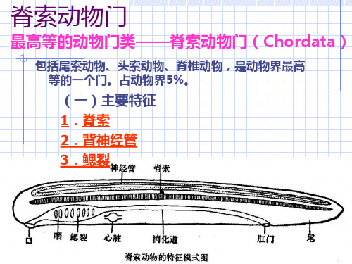 第6章动物界-脊索动物门-1ppt课件