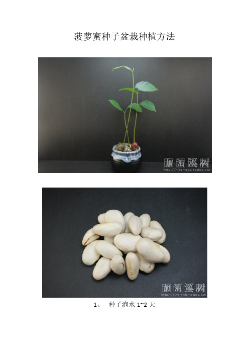 菠萝蜜 木菠萝种子盆栽种植方法