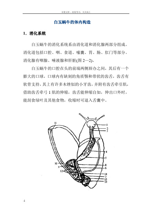 白玉蜗牛的体内构造