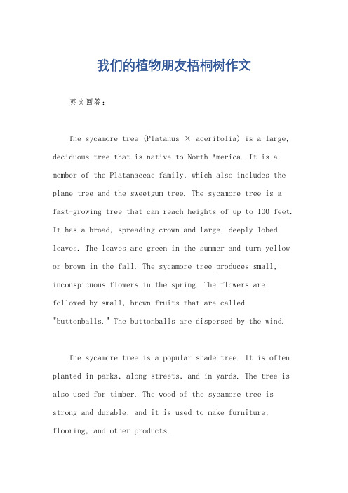 我们的植物朋友梧桐树作文