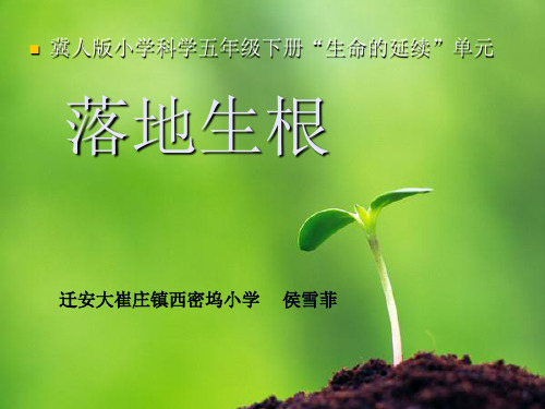 落地生根
