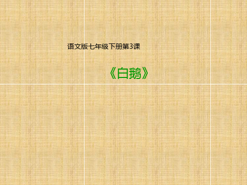 语文版初中语文七年级下册第3课 白鹅 (课件)(共33张PPT)