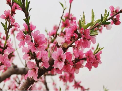 《彩虹色的花》经典教案PPT课件