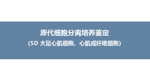 原代细胞分离培养鉴定2(SD 大鼠心肌细胞、心肌成纤维细胞)