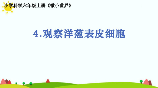 教科版人小学科学六年级上册《观察洋葱表皮细胞》精品课件