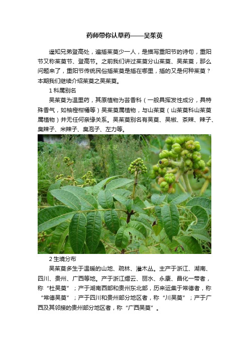 药师带你认草药——吴茱萸