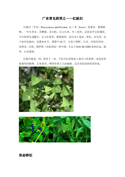 广东常见药草之——扛板归