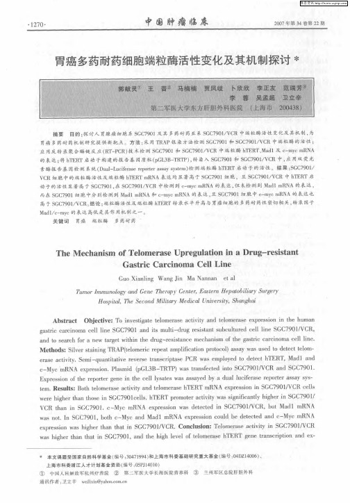 胃癌多药耐药细胞端粒酶活性变化及其机制探讨