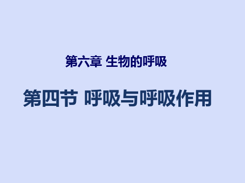 6.4  呼吸与呼吸作用  课件-2023-2024学年京改版生物七年级下册