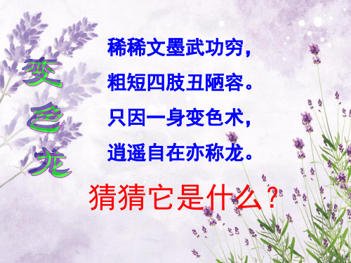 变色龙_1中小学PPT教学课件