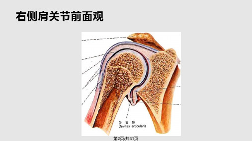 肩关节脱位修改版1