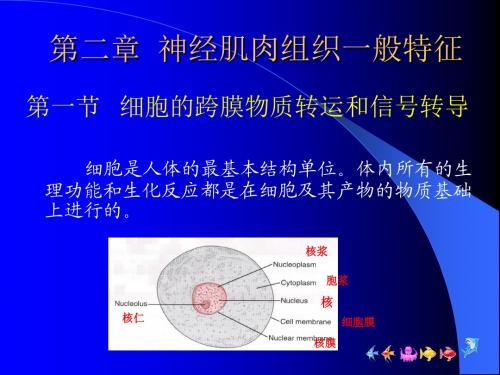 【PPT】神经肌肉组织一般特征讲解