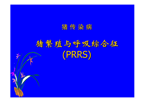 蓝耳病