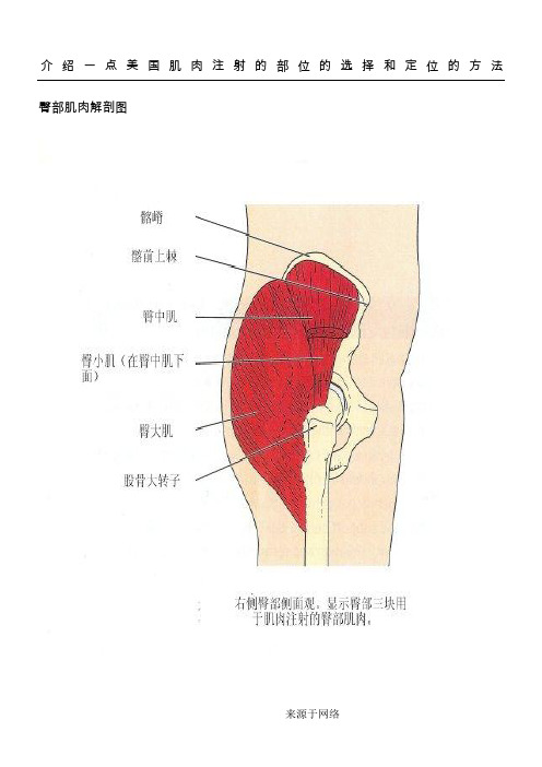 肌肉注射针位置图