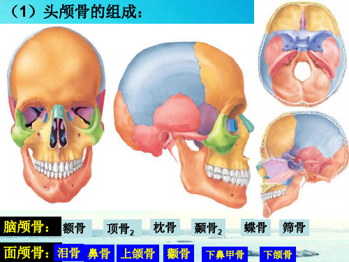 人体解剖学讲义之人体解剖图