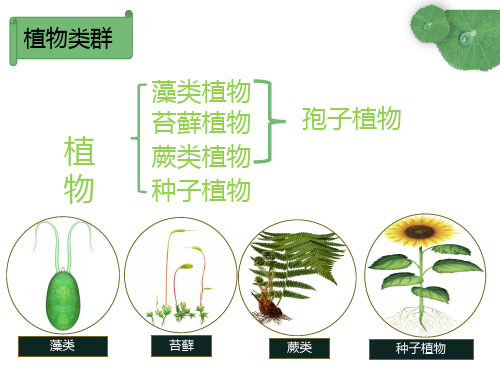 3.1.1 藻类、苔藓和蕨类植物课件(25张PPT)2023--2024学年人教版生物七年级上册