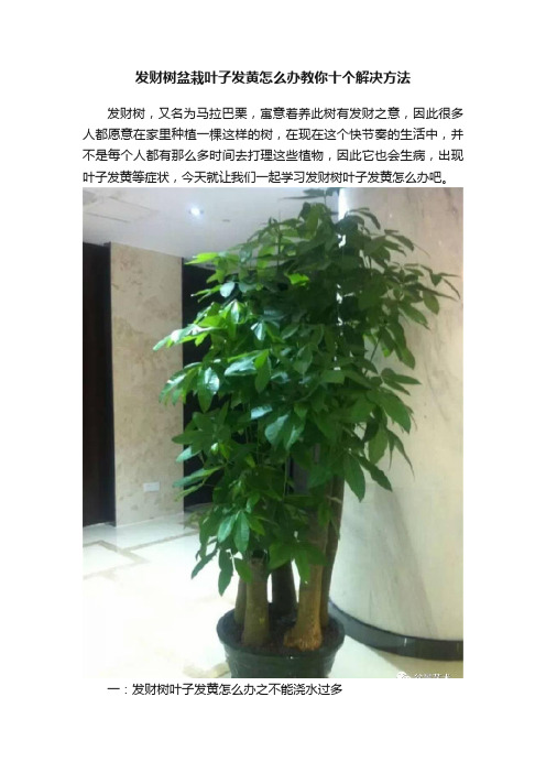 发财树盆栽叶子发黄怎么办教你十个解决方法