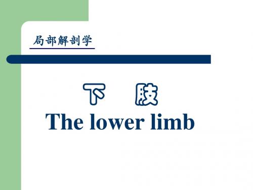 下肢总结
