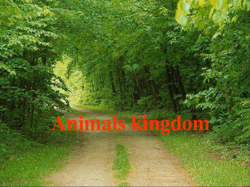 animals 1