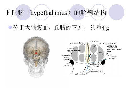 下丘脑的功能与临床