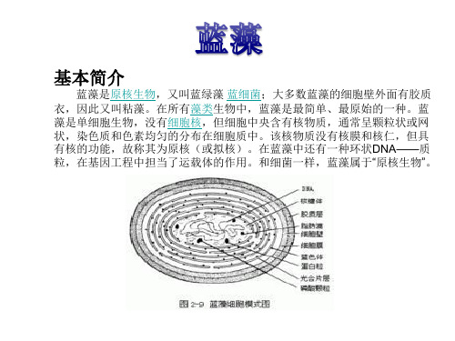 植物学—蓝藻
